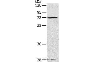 Western blot analysis of TM4 cell, using LTA4H Polyclonal Antibody at dilution of 1:300 (LTA4H 抗体)