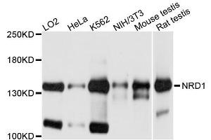 Western blot analysis of extracts of various cell lines, using NRD1 antibody (ABIN5996350) at 1/1000 dilution. (NRD1 抗体)