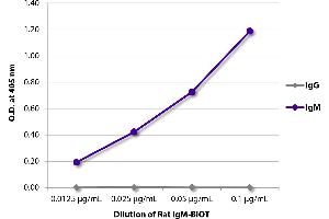 Rat IgM isotype control (Biotin)