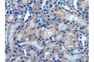 IHC-P analysis of Mouse Kidney Tissue, with DAB staining. (OPA3 抗体  (AA 11-179))