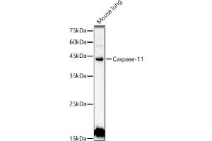 Western blot analysis of extracts of Mouse lung, using Caspase-11 antibody (ABIN6131528, ABIN6137966, ABIN6137967 and ABIN6222159) at 1:500 dilution.
