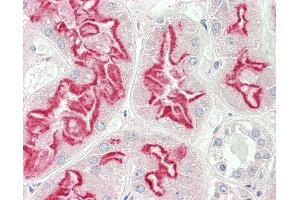 Anti-PEA15 / PEA-15 antibody IHC staining of human kidney. (PEA15 抗体  (C-Term))