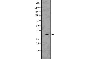 Western blot analysis of Hes1 using 293 whole cell lysates (HES1 抗体  (Internal Region))