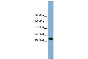 Western Blotting (WB) image for anti-H2A Histone Family, Member X (H2AFX) (Middle Region) antibody (ABIN2787620)