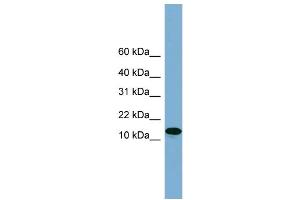 WB Suggested Anti-H2AFX  Antibody Titration: 0. (H2AFX 抗体  (Middle Region))