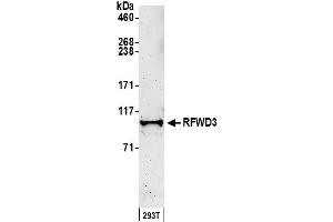 Western Blotting (WB) image for anti-Ring Finger and WD Repeat Domain 3 (RFWD3) (AA 724-774) antibody (ABIN7452905)