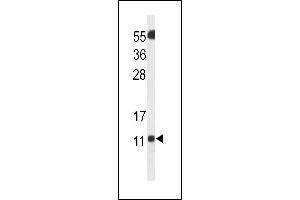 Western blot analysis of SH3BGRL3 Antibody (Center) (ABIN653250 and ABIN2842774) in Neuro2a cell line lysates (35 μg/lane). (SH3BGRL3 抗体  (AA 24-52))