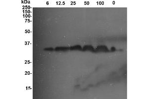 Image no. 1 for anti-GLU I (PR-2) antibody (ABIN190719) (GLU I (PR-2) 抗体)