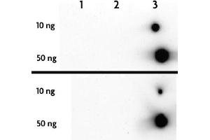 5-Hydroxymethylcytosine (5-hmC, 5-hydroxymethylcytidine) antibody tested by dot blot analysis. (5-Hydroxymethylcytosine 抗体)
