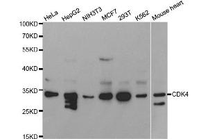 Western blot analysis of extracts of various cell lines, using CDK4 antibody (ABIN5970141) at 1/1000 dilution. (CDK4 抗体  (Center))
