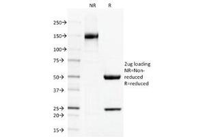 SDS-PAGE Analysis of Purified, BSA-Free Thrombomodulin Antibody (clone THBD/1591). (Thrombomodulin 抗体  (AA 69-194))