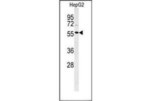 Western blot analysis of POLL Antibody (C-term) in HepG2 cell line lysates (35ug/lane). (POLL 抗体  (C-Term))