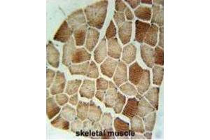Immunohistochemistry (IHC) image for anti-Syntaxin 7 (STX7) antibody (ABIN3002409) (Syntaxin 7 抗体)