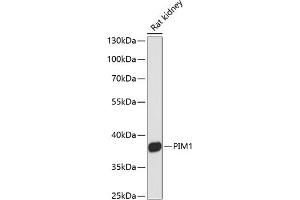 Western blot analysis of extracts of rat kidney, using PIM1 antibody (ABIN6128455, ABIN6145653, ABIN6145655 and ABIN6213647) at 1:3000 dilution. (PIM1 抗体  (AA 1-313))