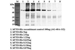 Immunoprecipitation of recombinant human FTO using anti-FTO (human), mAb (FT86-4) . (FTO 抗体)