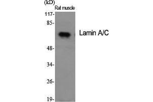 Western Blot (WB) analysis of specific cells using Lamin A/C Polyclonal Antibody. (Lamin A/C 抗体  (Ser78))