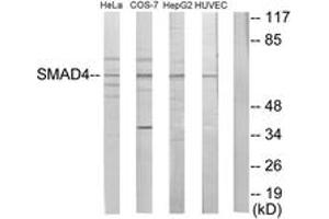 Western blot analysis of extracts from HeLa/COS7/HepG2/HuvEc cells, using Smad4 Antibody. (SMAD4 抗体  (AA 21-70))