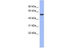 BRUNOL4 antibody used at 1 ug/ml to detect target protein. (CELF4 抗体)