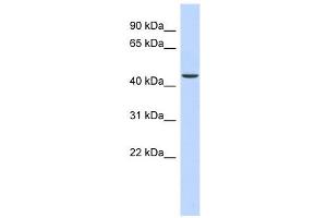 OGDH antibody used at 1 ug/ml to detect target protein. (alpha KGDHC 抗体  (N-Term))