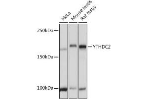 Western blot analysis of extracts of various cell lines, using YTHDC2 Rabbit pAb (ABIN7271425) at 1:3000 dilution. (YTHDC2 抗体  (AA 1131-1430))