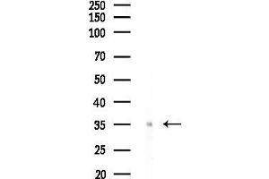 Western blot analysis of lysates from COLO205 cells, using OR4N2 Antibody at 1/1000 dilution.
