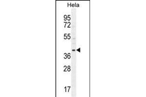 CCNG1 Antibody (N-term) (ABIN654893 and ABIN2844543) western blot analysis in Hela cell line lysates (35 μg/lane). (Cyclin G1 抗体  (N-Term))