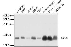 Western blot analysis of extracts of various cell lines, using CYCS antibody. (Cytochrome C 抗体  (AA 1-105))