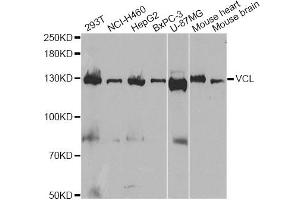 Western blot analysis of extracts of various cell lines, using VCL antibody (ABIN5970881) at 1/1000 dilution. (Vinculin 抗体)