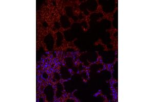 Immunofluorescence (IF) image for anti-NLR Family, CARD Domain Containing 4 (NLRC4) (AA 1-250) antibody (ABIN6144657)