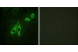 Immunofluorescence (IF) image for anti-A Kinase (PRKA) Anchor Protein 3 (AKAP3) (AA 191-240) antibody (ABIN2889353) (AKAP3 抗体  (AA 191-240))