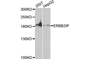 Western blot analysis of extracts of various cell lines, using ERBB2IP antibody.