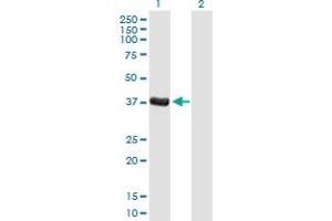 Western Blot analysis of DPPA4 expression in transfected 293T cell line by DPPA4 MaxPab polyclonal antibody. (DPPA4 抗体  (AA 1-304))