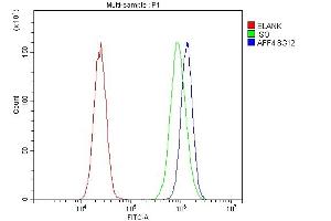 anti-AF4/FMR2 Family, Member 4 (AFF4) (N-Term) antibody