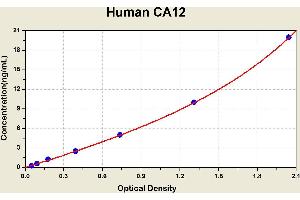 Diagramm of the ELISA kit to detect Human CA12with the optical density on the x-axis and the concentration on the y-axis. (CA12 ELISA 试剂盒)