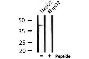 Western blot analysis of extracts from HepG2, using PARK7 Antibody. (PARK7/DJ1 抗体  (C-Term))