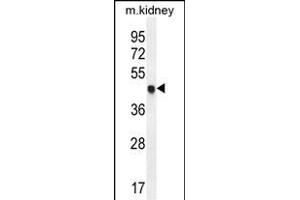 CDKN1C Antibody (N-term) (ABIN654899 and ABIN2844548) western blot analysis in mouse kidney tissue lysates (35 μg/lane).