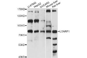 Western blot analysis of extracts of various cell lines, using LONRF1 antibody (ABIN6290568) at 1:1000 dilution. (LONRF1 抗体)