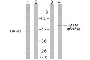 Western blot analysis of extracts from COS7 cells using GATA1 (Ab-310) antibody ( E021042, Line1 and 2) and GATA1 (phospho-Ser310) antibody (E011042, Line3 and 4). (GATA1 抗体)