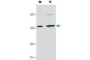Western blot analysis of ENDOG in mouse (M) NIH/3T3 and human (H) HepG2 cell lysates with ENDOG polyclonal antibody  at 2 ug/mL .