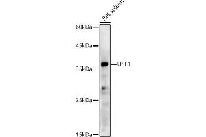 Western blot analysis of extracts of Rat spleen, using USF1 antibody (ABIN7271229) at 1:500 dilution. (USF1 抗体)
