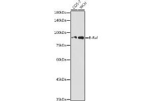 Western blot analysis of extracts of various cell lines, using B-Raf antibody (ABIN3017123, ABIN3017124, ABIN3017125 and ABIN6219967) at 1:500 dilution. (BRAF 抗体)