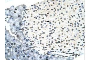 Image no. 3 for anti-RING Finger Protein 6 (RNF6) (N-Term) antibody (ABIN202860) (RNF6 抗体  (N-Term))