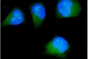 IF analysis of CDK5RAP2 using anti-CDK5RAP2 antibody (ABIN7600238).