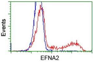 HEK293T cells transfected with either RC213728 overexpress plasmid (Red) or empty vector control plasmid (Blue) were immunostained by anti-EFNA2 antibody (ABIN2452976), and then analyzed by flow cytometry. (Ephrin A2 抗体)