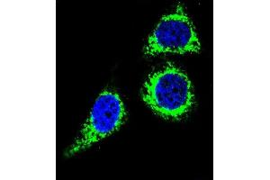 Confocal immunofluorescent analysis of BCL10 Antibody (N-term) (ABIN654655 and ABIN2844351) with Hela cell followed by Alexa Fluor 488-conjugated goat anti-rabbit lgG (green). (BCL10 抗体  (N-Term))