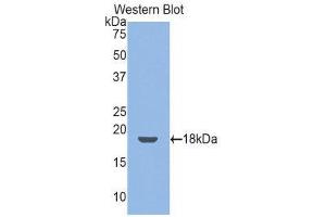 Western Blotting (WB) image for anti-Thrombomodulin (THBD) (AA 31-167) antibody (ABIN1173039) (Thrombomodulin 抗体  (AA 31-167))