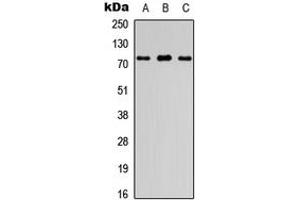 Western blot analysis of FIGNL1 expression in HEK293T (A), Raw264. (FIGNL1 抗体  (Center))