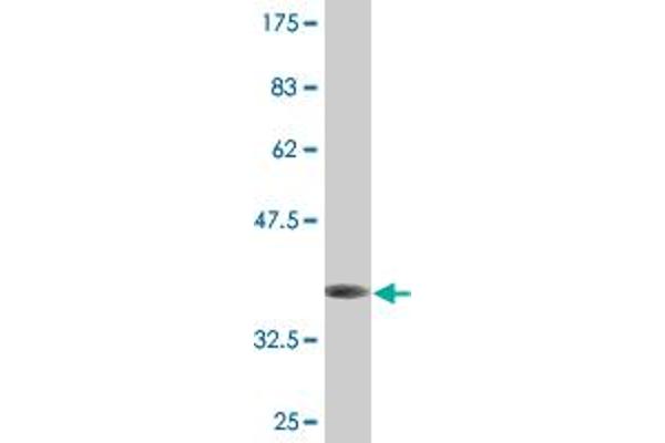 TIMM10B antibody  (AA 11-103)