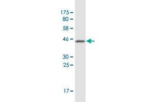 Western Blot detection against Immunogen (37. (LONRF1 抗体  (AA 1-110))