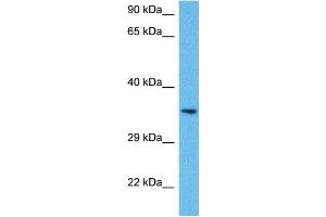 Host:  Mouse  Target Name:  PITX1  Sample Tissue:  Mouse Brain  Antibody Dilution:  1ug/ml